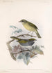 Aves Pl 13 - Frederick DuCane Godman — Ansicht des Kunstwerks