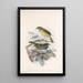 Aves Pl 13 - Frederick DuCane Godman — gerahmtes Bild an der Wand