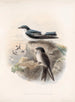 Aves Pl 15 - Frederick DuCane Godman — Ansicht des Kunstwerks