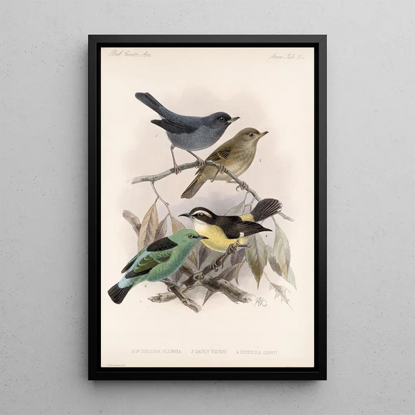 Frederick DuCane Godman - Aves Pl 16.webp