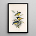 Aves Pl 17 - Frederick DuCane Godman — gerahmtes Bild an der Wand