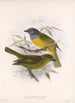 Aves Pl 21 - Frederick DuCane Godman — Ansicht des Kunstwerks