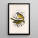 Aves Pl 21 - Frederick DuCane Godman — gerahmtes Bild an der Wand