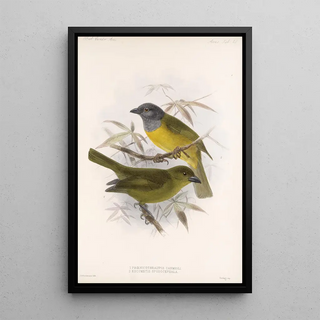 Frederick DuCane Godman - Aves Pl 21.webp