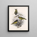 Aves Pl 32 - Frederick Du Cane Godman — gerahmtes Bild an der Wand