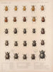 Insekten Käfer Pl 018 - Frederick Du Cane Godman — Ansicht des Kunstwerks