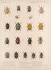 Insekten Käfer Pl 021 - Frederick Du Cane Godman — Ansicht des Kunstwerks