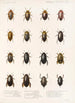 Insecta Coleoptera Pl 038 - Frederick DuCane Godman — Ansicht des Kunstwerks