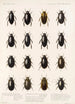 Insecta Coleoptera Pl 039 - Frederick DuCane Godman — Ansicht des Kunstwerks