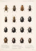 Insecta Coleoptera Pl 040 - Frederick DuCane Godman — Ansicht des Kunstwerks