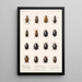 Insecta Coleoptera Pl 040 - Frederick DuCane Godman — gerahmtes Bild an der Wand