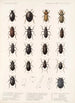 Insecta Coleoptera Pl 041 - Frederick DuCane Godman — Ansicht des Kunstwerks