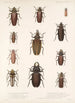 Insecta Coleoptera Pl 207 - Frederick DuCane Godman — Ansicht des Kunstwerks