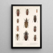 Insecta Coleoptera Pl 207 - Frederick DuCane Godman — gerahmtes Bild an der Wand