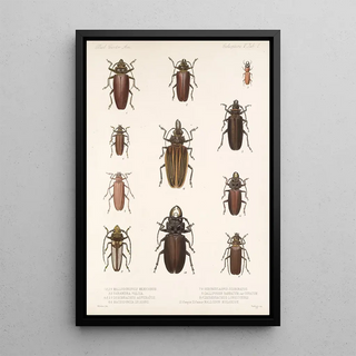 Frederick DuCane Godman - Insecta Coleoptera Pl 207.webp
