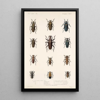 Frederick DuCane Godman - Insecta Coleoptera Pl 208.webp