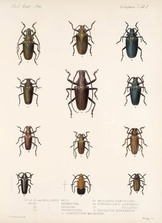 Frederick DuCane Godman - Insecta Coleoptera Pl 208.webp