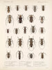 Insekten Käfer Pl 214 - Frederick Du Cane Godman — Ansicht des Kunstwerks