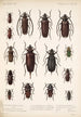Insecta Coleoptera Pl 222 - Frederick DuCane Godman — Ansicht des Kunstwerks