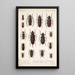 Insecta Coleoptera Pl 222 - Frederick DuCane Godman — gerahmtes Bild an der Wand