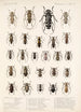 Insecta Coleoptera Pl 228 - Frederick DuCane Godman — Ansicht des Kunstwerks