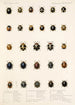 Insecta Coleoptera Pl 299 - Frederick DuCane Godman — Ansicht des Kunstwerks