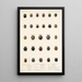 Insecta Coleoptera Pl 299 - Frederick DuCane Godman — gerahmtes Bild an der Wand