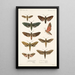 Insecta Lepidoptera Heterocera Pl 001 - Frederick DuCane Godman — gerahmtes Bild an der Wand