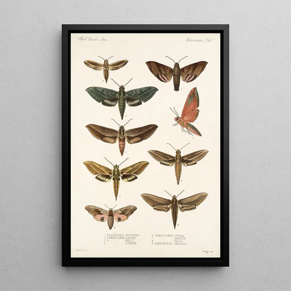 Frederick DuCane Godman - Insecta LepidopteraHeterocera Pl 001.webp
