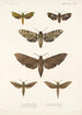 Insecta Lepidoptera Heterocera Pl 002 - Frederick DuCane Godman — Ansicht des Kunstwerks