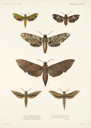 Frederick DuCane Godman - Insecta LepidopteraHeterocera Pl 002.webp