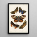 Insecta Lepidoptera Heterocera Pl 004 - Frederick DuCane Godman — gerahmtes Bild an der Wand