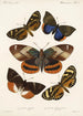 Insecta Lepidoptera Heterocera Pl 004 - Frederick DuCane Godman — Ansicht des Kunstwerks