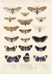 Insecta Lepidoptera Heterocera Pl 010 - Frederick DuCane Godman — Ansicht des Kunstwerks