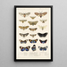 Insecta Lepidoptera Heterocera Pl 010 - Frederick DuCane Godman — gerahmtes Bild an der Wand