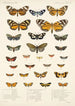 Insecta Lepidoptera Heterocera Pl 012 - Frederick DuCane Godman — Ansicht des Kunstwerks