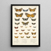 Insecta Lepidoptera Heterocera Pl 012 - Frederick DuCane Godman — gerahmtes Bild an der Wand