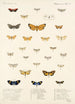 Insecta Lepidoptera Heterocera Pl 013 - Frederick DuCane Godman — Ansicht des Kunstwerks