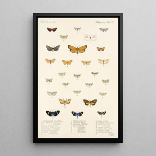 Frederick DuCane Godman - Insecta LepidopteraHeterocera Pl 013.webp