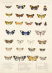 Insecta Lepidoptera Heterocera Pl 014 - Frederick DuCane Godman — Ansicht des Kunstwerks