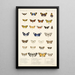 Insecta Lepidoptera Heterocera Pl 014 - Frederick DuCane Godman — gerahmtes Bild an der Wand