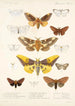 Insecta Lepidoptera Heterocera Pl 015 - Frederick DuCane Godman — Ansicht des Kunstwerks