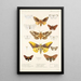 Insecta Lepidoptera Heterocera Pl 015 - Frederick DuCane Godman — gerahmtes Bild an der Wand