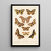 Insecta Lepidoptera Heterocera Pl 017 - Frederick DuCane Godman — gerahmtes Bild an der Wand