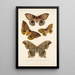 Insecta Lepidoptera Heterocera Pl 018 - Frederick DuCane Godman — gerahmtes Bild an der Wand