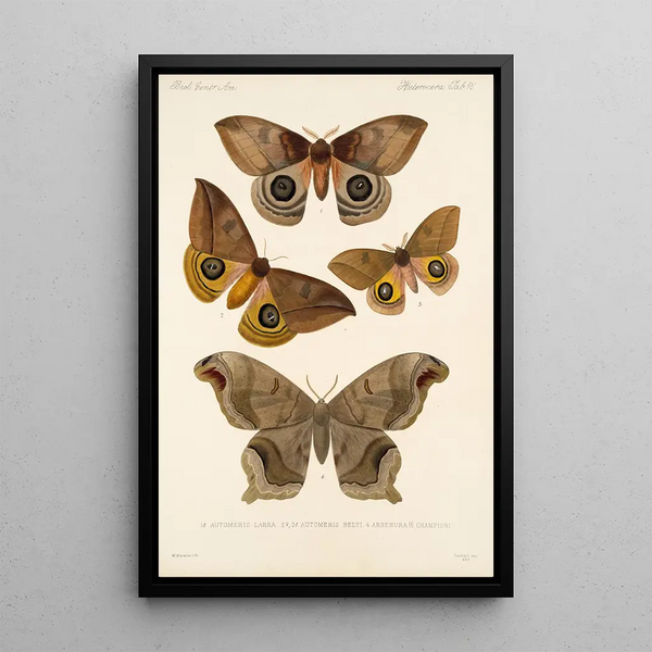 Frederick DuCane Godman - Insecta LepidopteraHeterocera Pl 018.webp