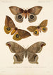 Insecta Lepidoptera Heterocera Pl 018 - Frederick DuCane Godman — Ansicht des Kunstwerks