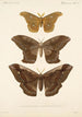 Insecta Lepidoptera Heterocera Pl 019 - Frederick DuCane Godman — Ansicht des Kunstwerks