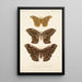Insecta Lepidoptera Heterocera Pl 019 - Frederick DuCane Godman — gerahmtes Bild an der Wand