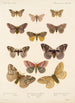 Insecta Lepidoptera Heterocera Pl 020 - Frederick DuCane Godman — Ansicht des Kunstwerks
